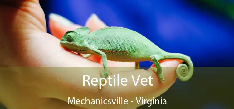 Reptile Vet Mechanicsville - Virginia