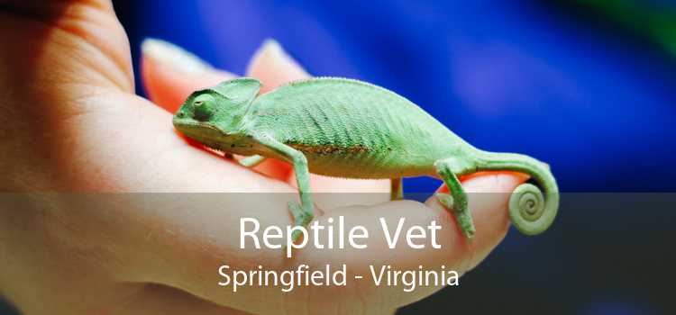 Reptile Vet Springfield - Virginia