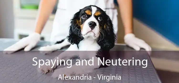 Spaying and Neutering Alexandria - Virginia