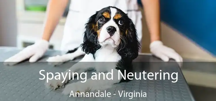 Spaying and Neutering Annandale - Virginia