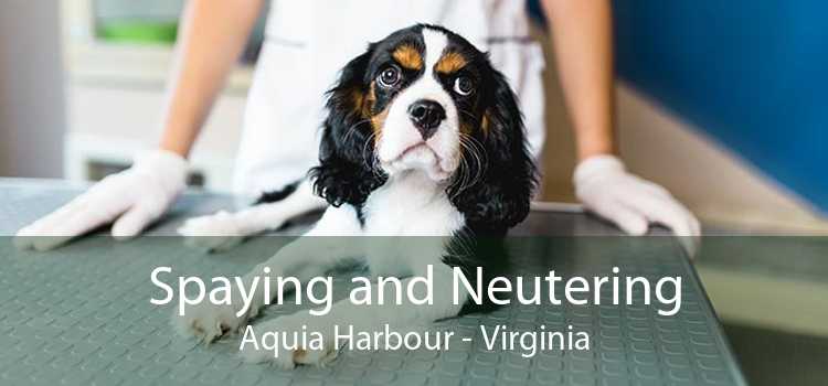 Spaying and Neutering Aquia Harbour - Virginia