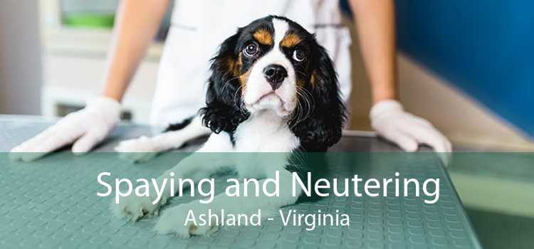 Spaying and Neutering Ashland - Virginia