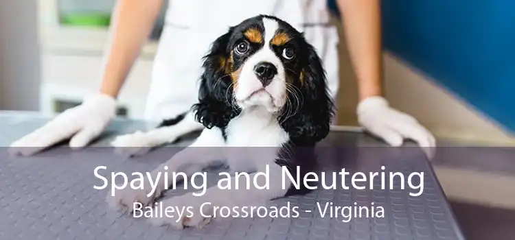 Spaying and Neutering Baileys Crossroads - Virginia