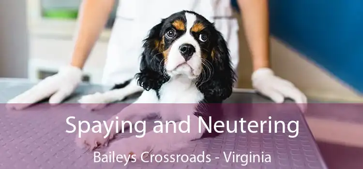 Spaying and Neutering Baileys Crossroads - Virginia