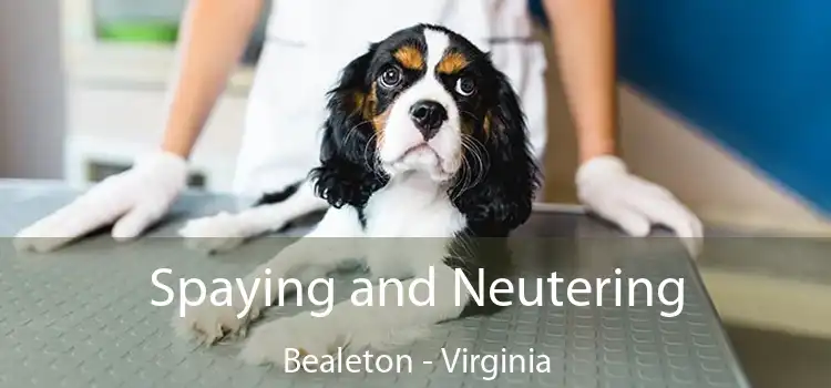 Spaying and Neutering Bealeton - Virginia