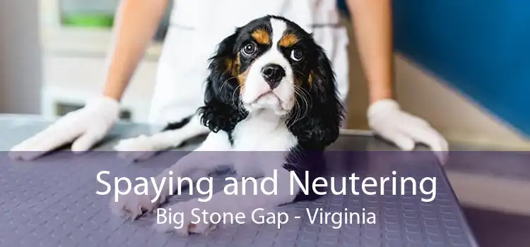 Spaying and Neutering Big Stone Gap - Virginia