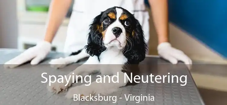 Spaying and Neutering Blacksburg - Virginia