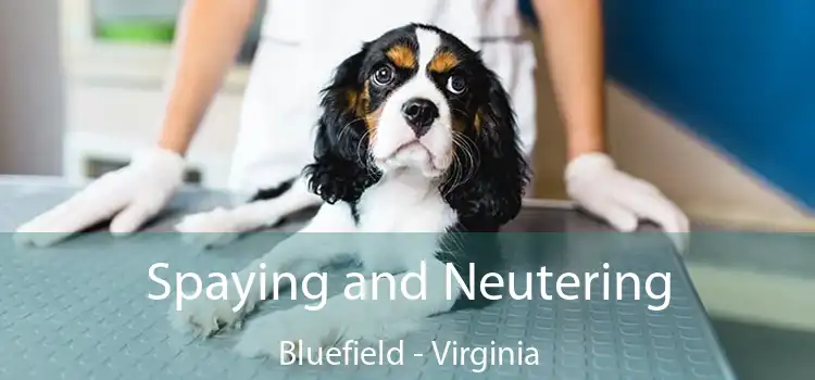 Spaying and Neutering Bluefield - Virginia