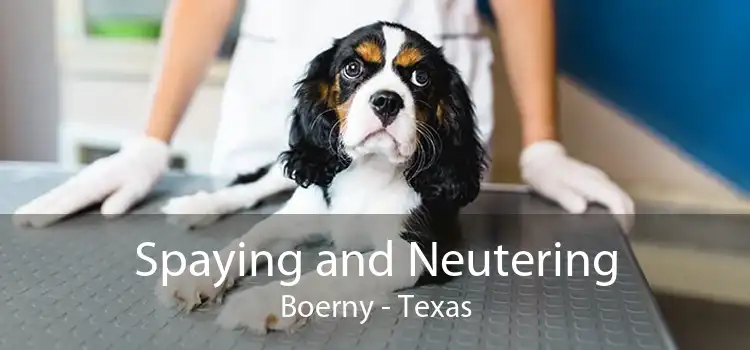 Spaying and Neutering Boerny - Texas