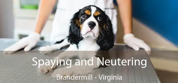 Spaying and Neutering Brandermill - Virginia