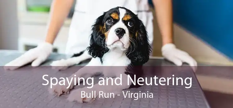 Spaying and Neutering Bull Run - Virginia