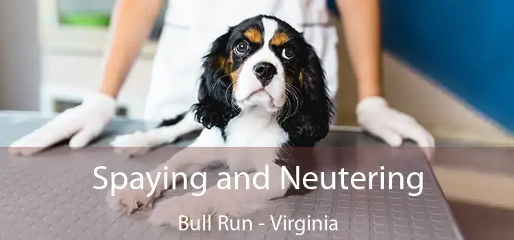 Spaying and Neutering Bull Run - Virginia