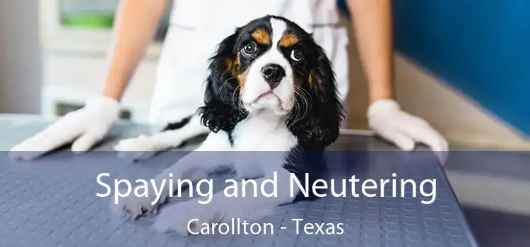 Spaying and Neutering Carollton - Texas