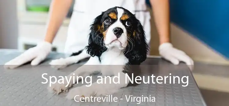 Spaying and Neutering Centreville - Virginia