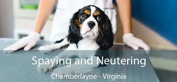 Spaying and Neutering Chamberlayne - Virginia