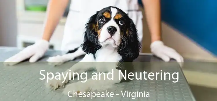 Spaying and Neutering Chesapeake - Virginia