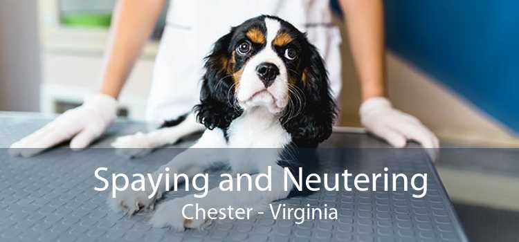 Spaying and Neutering Chester - Virginia