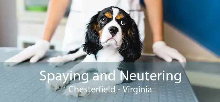 Spaying and Neutering Chesterfield - Virginia