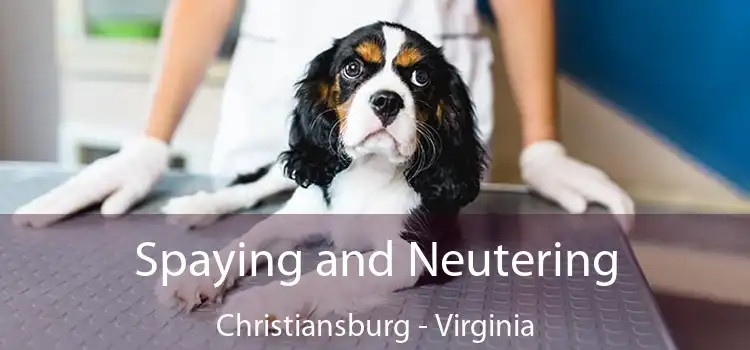 Spaying and Neutering Christiansburg - Virginia