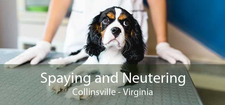 Spaying and Neutering Collinsville - Virginia