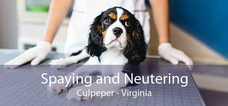 Spaying and Neutering Culpeper - Virginia