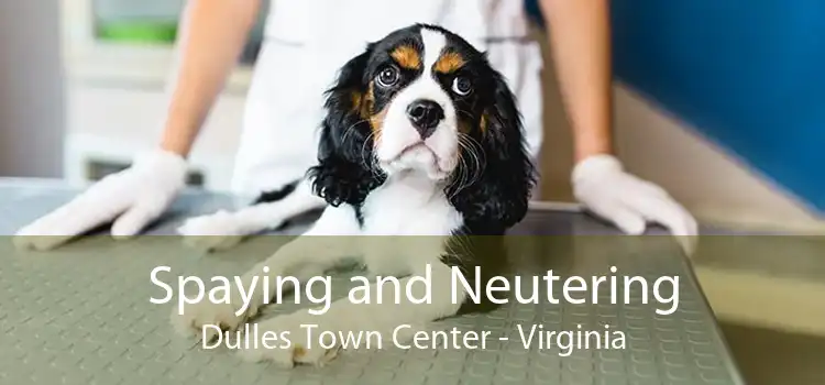 Spaying and Neutering Dulles Town Center - Virginia