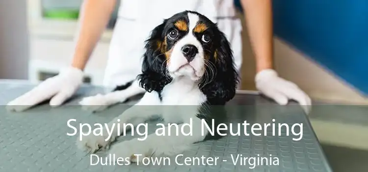 Spaying and Neutering Dulles Town Center - Virginia