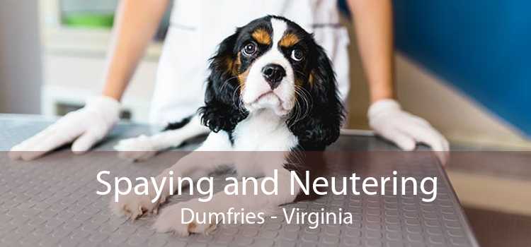 Spaying and Neutering Dumfries - Virginia
