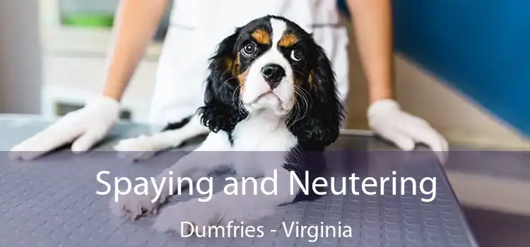 Spaying and Neutering Dumfries - Virginia