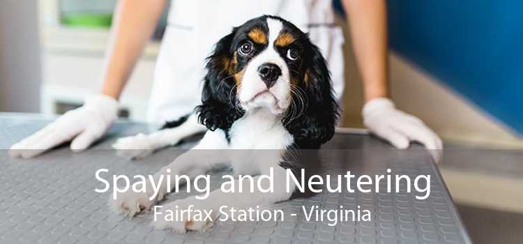 Spaying and Neutering Fairfax Station - Virginia