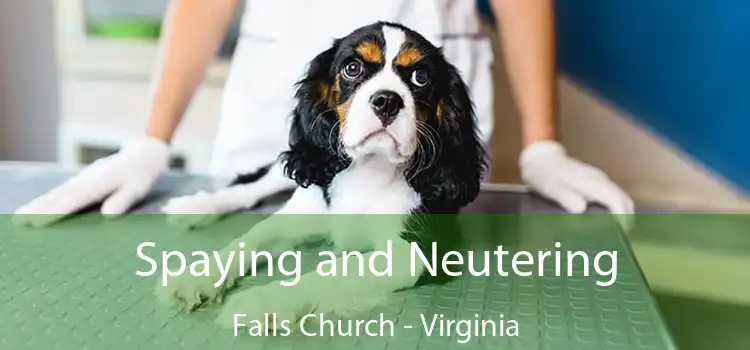 Spaying and Neutering Falls Church - Virginia