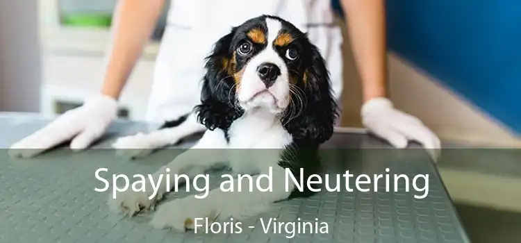 Spaying and Neutering Floris - Virginia