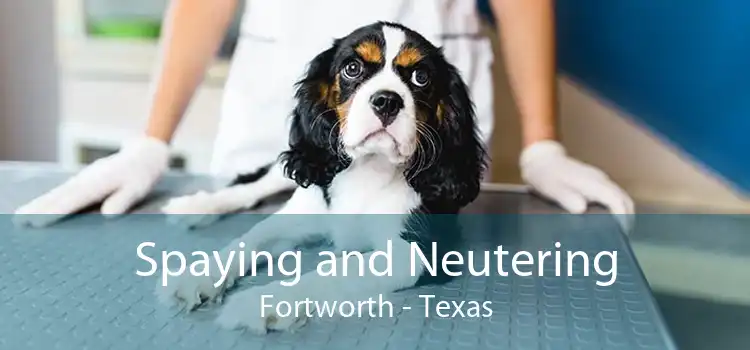 Spaying and Neutering Fortworth - Texas
