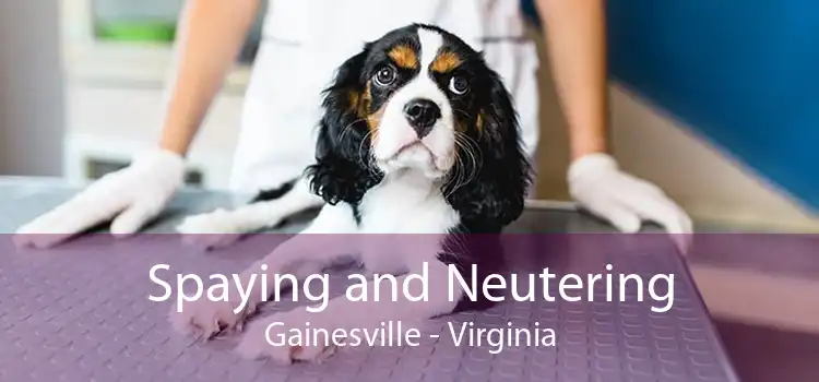 Spaying and Neutering Gainesville - Virginia