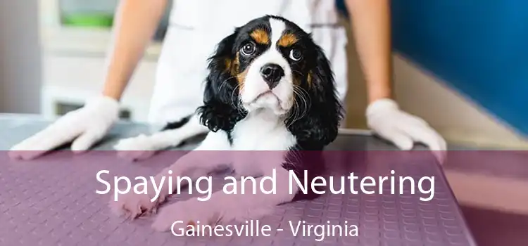 Spaying and Neutering Gainesville - Virginia