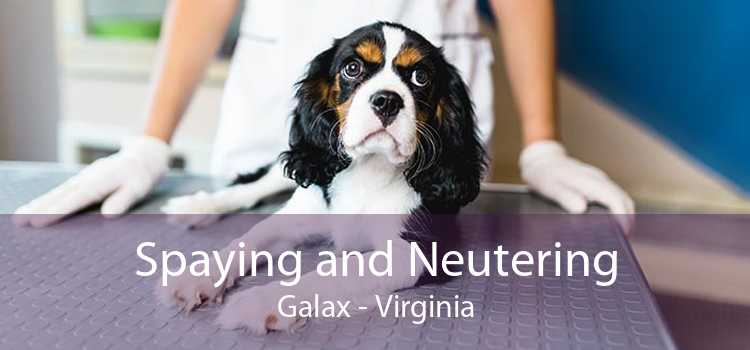 Spaying and Neutering Galax - Virginia