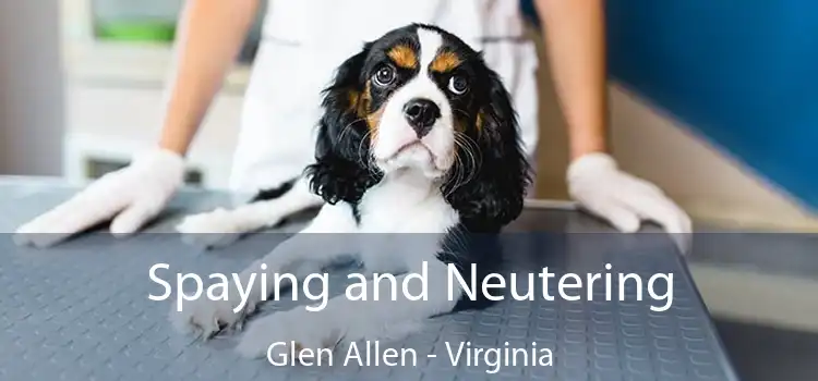 Spaying and Neutering Glen Allen - Virginia