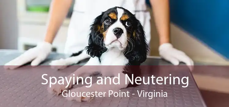 Spaying and Neutering Gloucester Point - Virginia