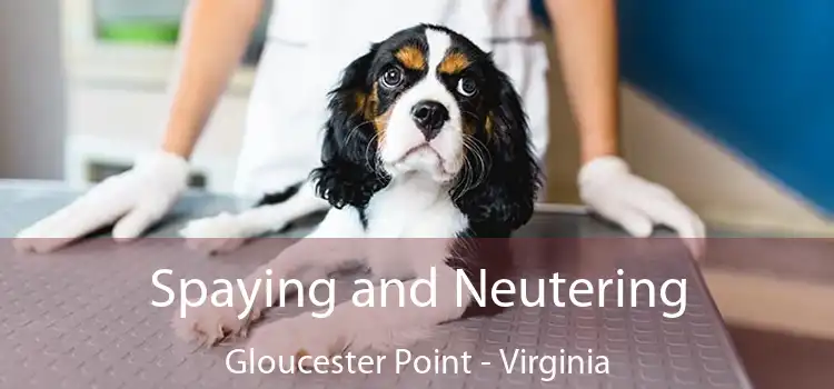 Spaying and Neutering Gloucester Point - Virginia