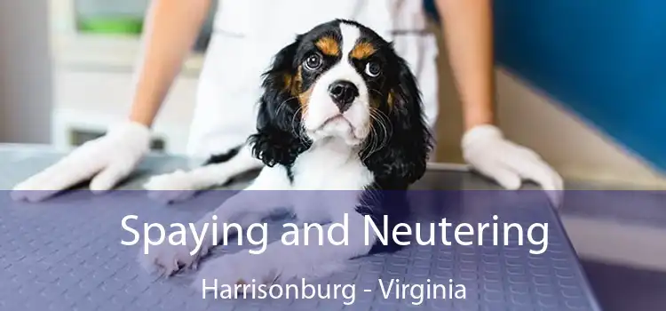 Spaying and Neutering Harrisonburg - Virginia