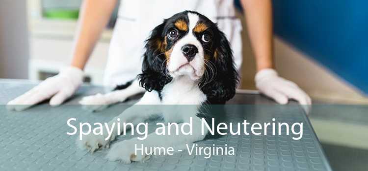 Spaying and Neutering Hume - Virginia