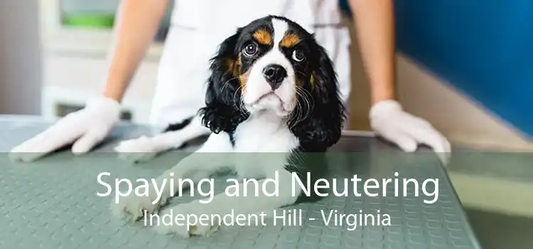 Spaying and Neutering Independent Hill - Virginia