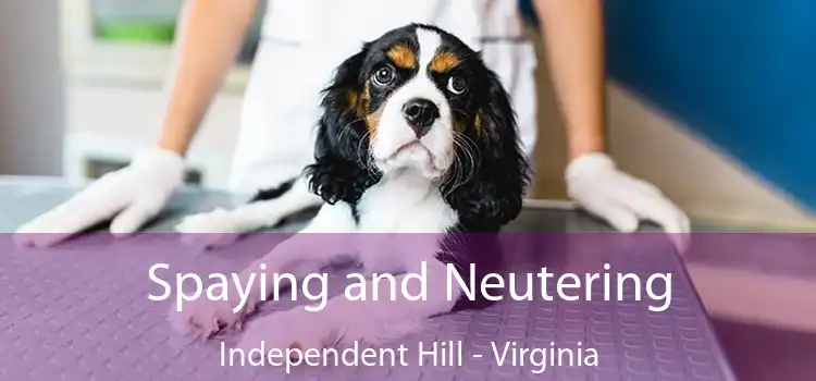 Spaying and Neutering Independent Hill - Virginia