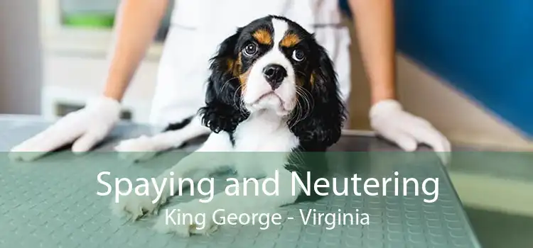 Spaying and Neutering King George - Virginia