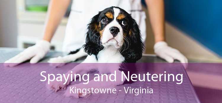Spaying and Neutering Kingstowne - Virginia
