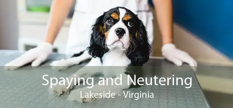 Spaying and Neutering Lakeside - Virginia