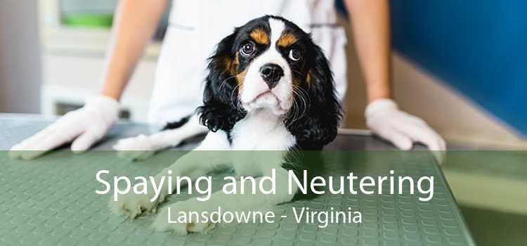 Spaying and Neutering Lansdowne - Virginia