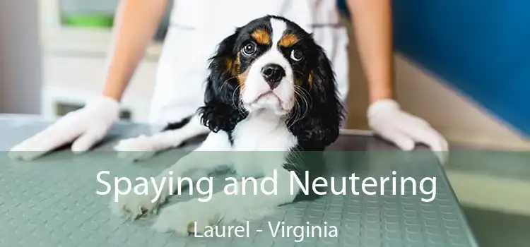 Spaying and Neutering Laurel - Virginia