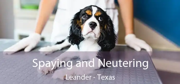 Spaying and Neutering Leander - Texas