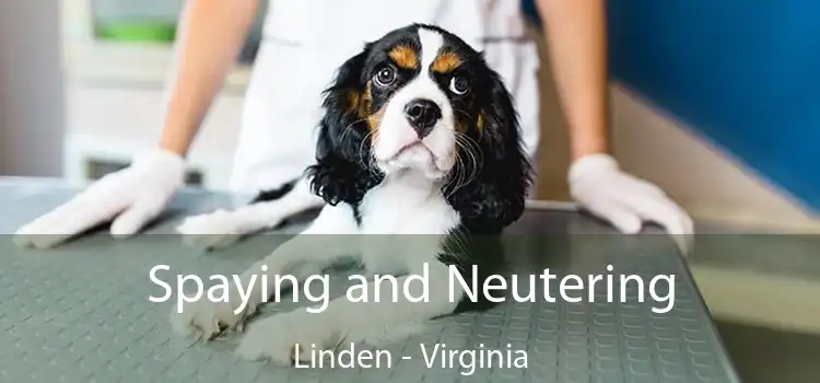 Spaying and Neutering Linden - Virginia